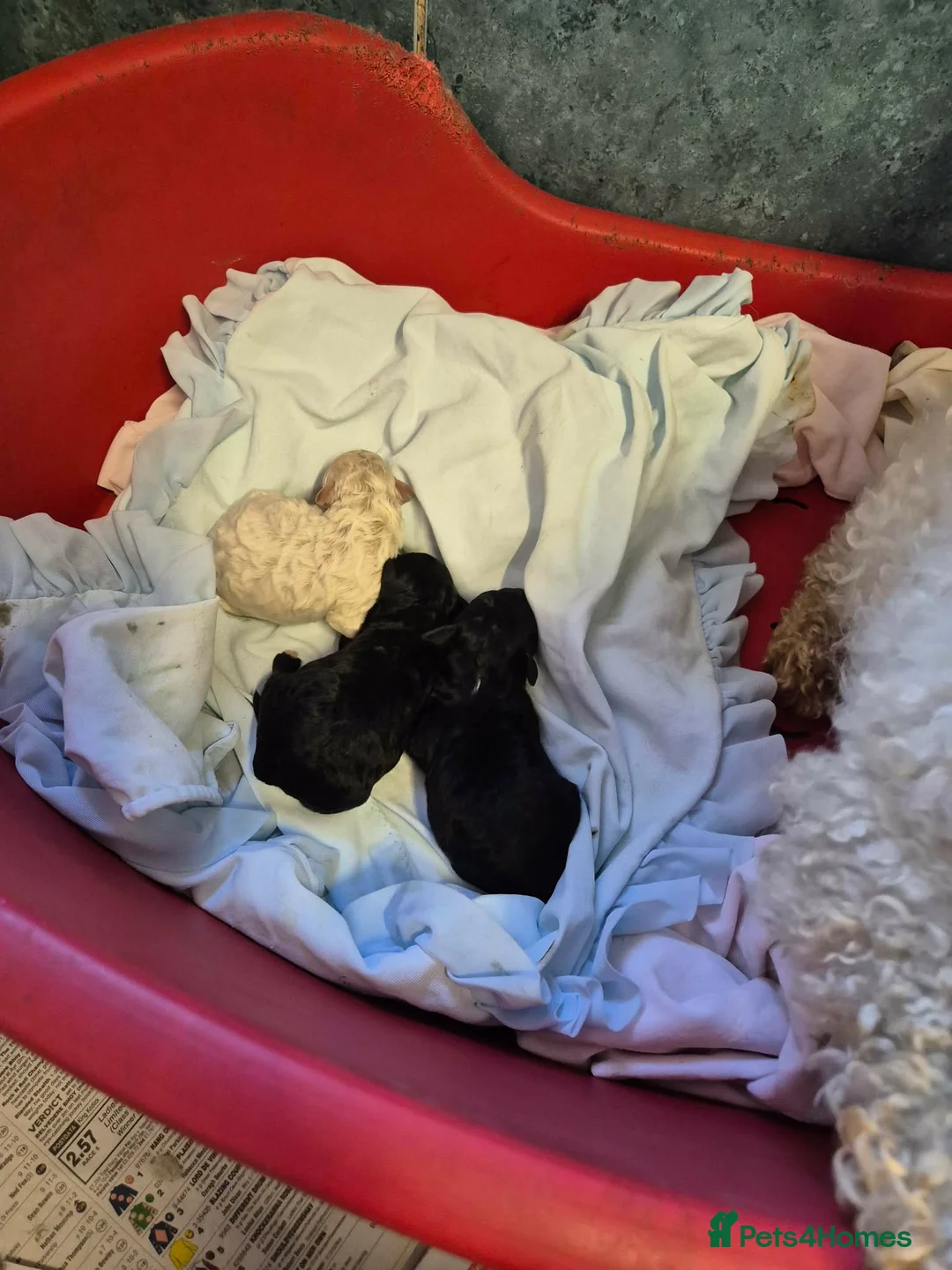 Poochon dogs for sale: Poochon puppies for sale - Advert 6