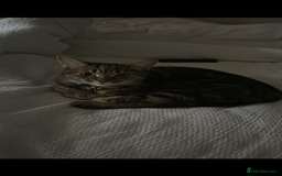 Mixed Breed cats for sale: Bengal/Russian Blue mix Bella - Image 3