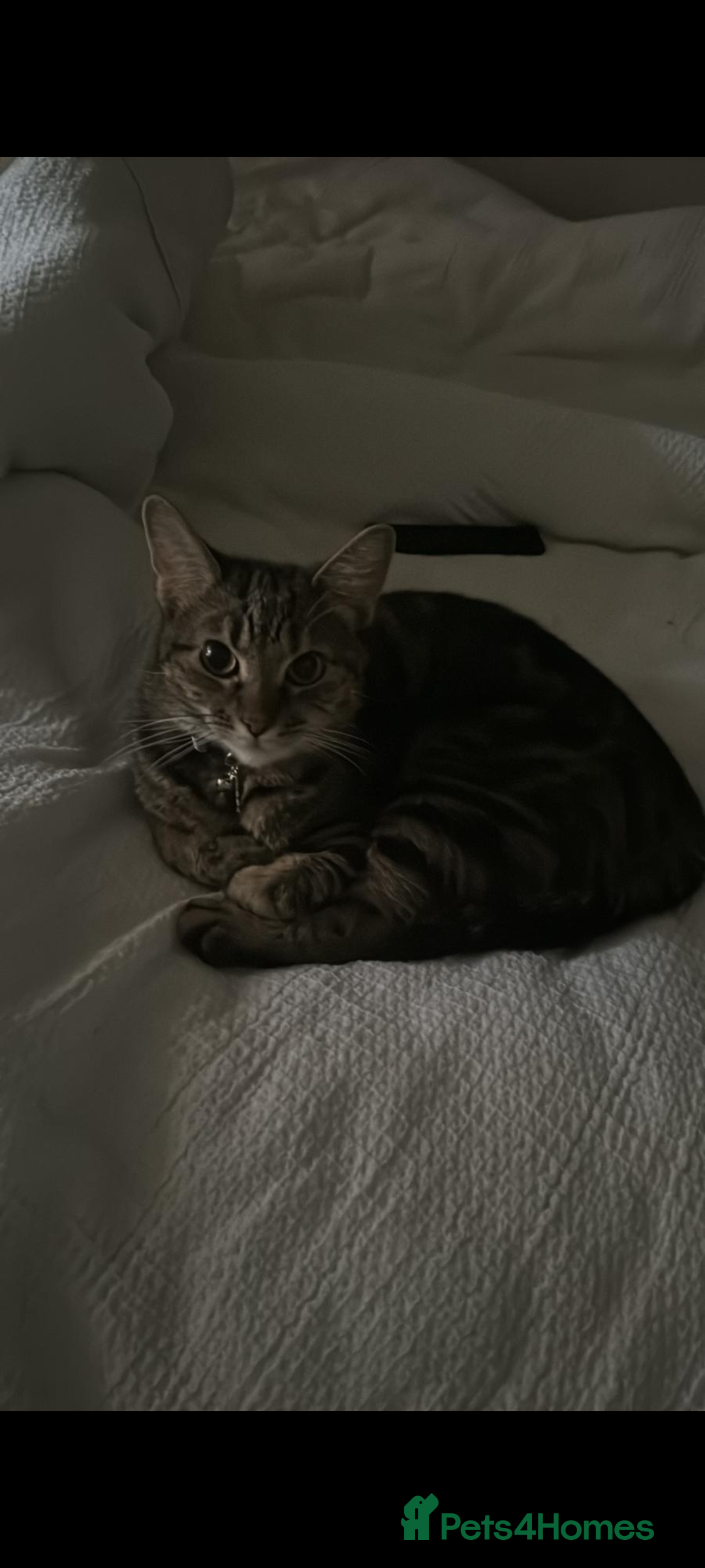 Mixed Breed cats for sale: Bengal/Russian Blue mix Bella - Image 3