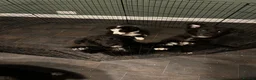 Mixed Breed dogs for sale: Shollie pups (German shepherd & Border collie) in Castleford - Advert 2