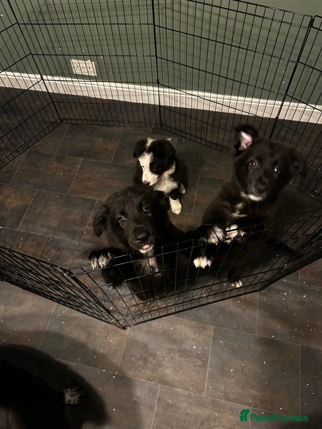 Mixed Breed dogs for sale: Shollie pups (German shepherd & Border collie) in Castleford - Advert 2