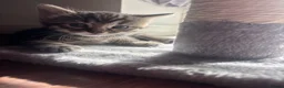 Mixed Breed cats for sale: Beautiful kittens - Advert 6