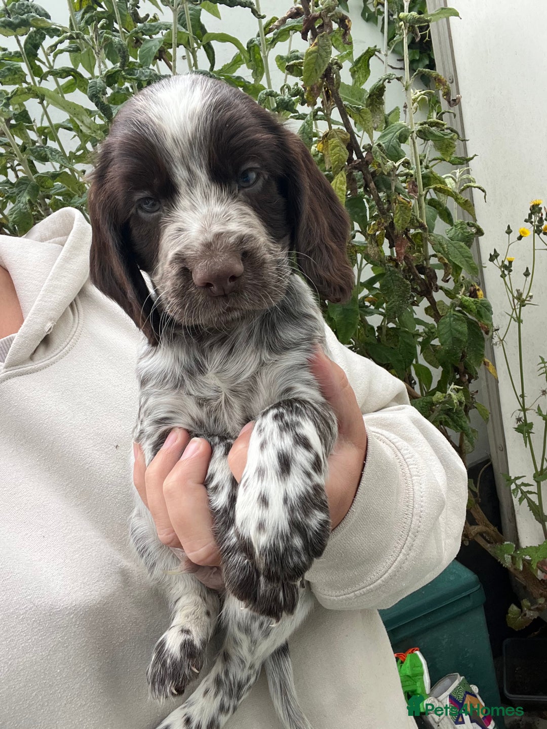 Springer Spaniel Blue Blue Roan English Springer Spaniel Sable