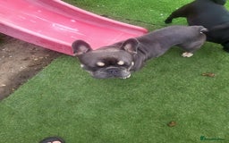 French Bulldog dogs for stud: Dogs name Zeus in a good healthy all vaccination  - Advert 8