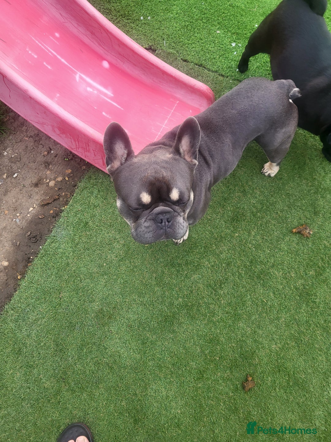 French Bulldog dogs for stud: Dogs name Zeus in a good healthy all vaccination  - Advert 8