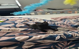 British Shorthair cats for sale: Kitten for sale cannot be seen with mother  - Image 6