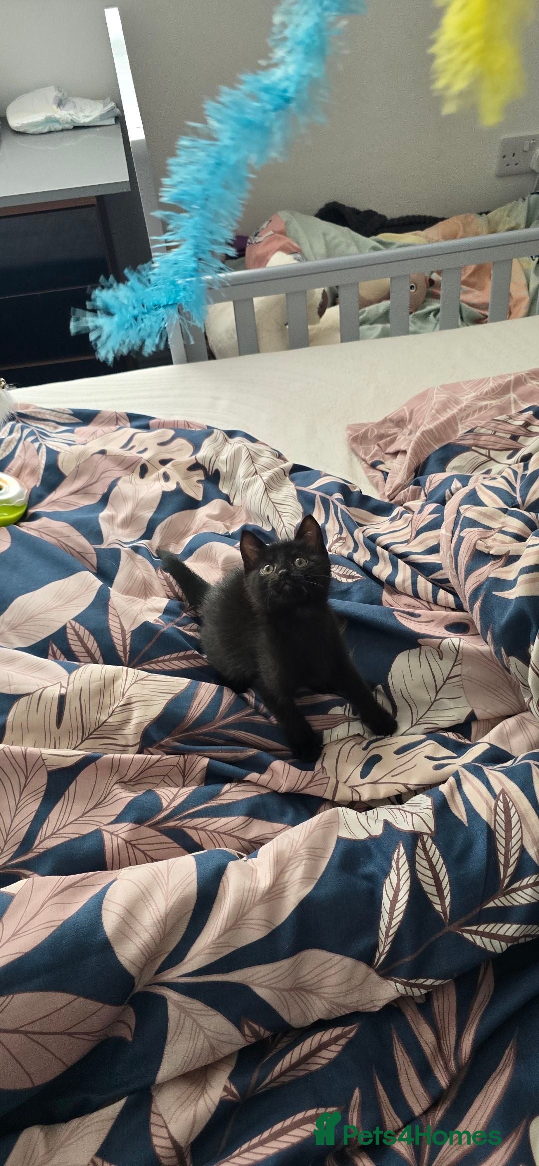 British Shorthair cats for sale: Kitten for sale cannot be seen with mother  - Image 6