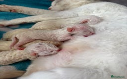 Devon Rex cats for stud: TICA active male for stud duties PROVEN STUD in Harlow - Image 7