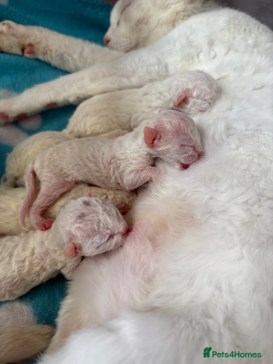 Devon Rex cats for stud: TICA active male for stud duties PROVEN STUD in Harlow - Image 7