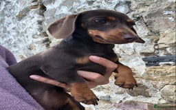 Miniature Dachshund dogs for sale: Choc/Tan 5* licenced breeder Miniature  Dachounds in Catterick Garrison - Image 4