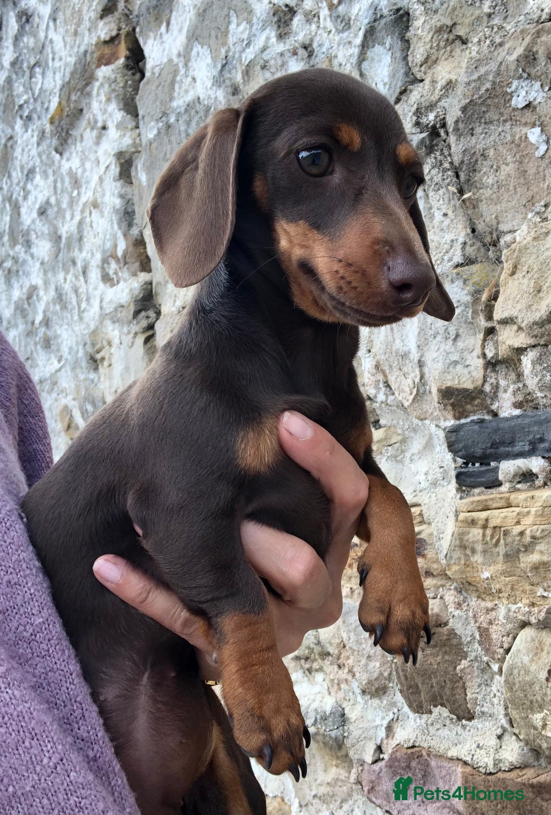 Miniature Dachshund dogs for sale: Choc/Tan 5* licenced breeder Miniature  Dachounds in Catterick Garrison - Image 4