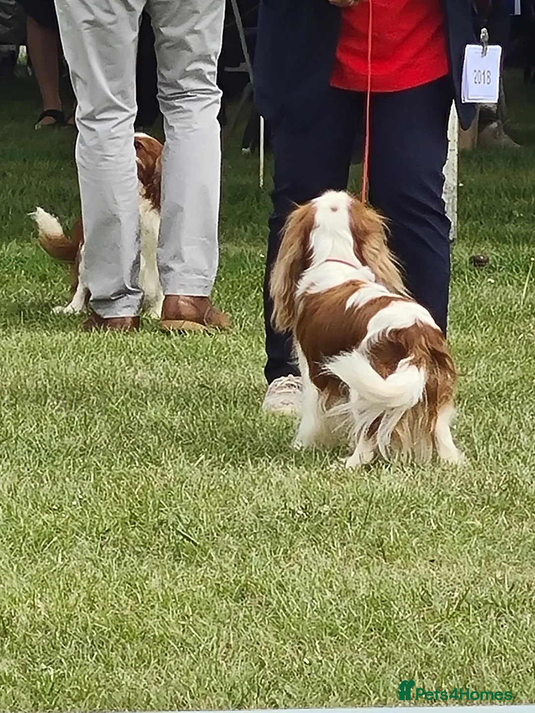 Cavalier King Charles Spaniel dogs for stud: For Stud- Exceptional Champ Pedigree Health Tested in New Milton - Advert 11