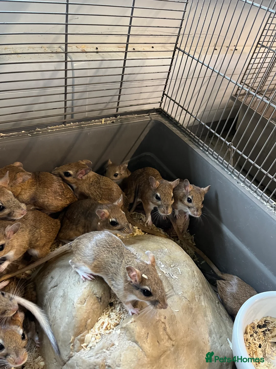 Gerbil rodents for sale: Persian Jirds for sale - Advert 2