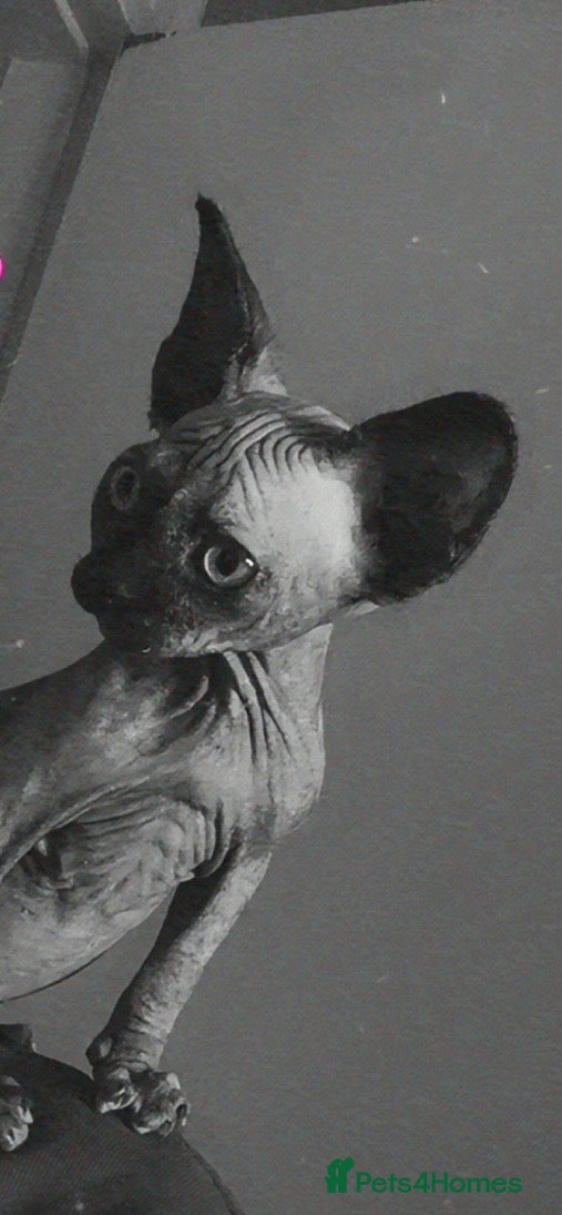 Sphynx cats Tortoiseshell female purebred sphynx - Advert 8