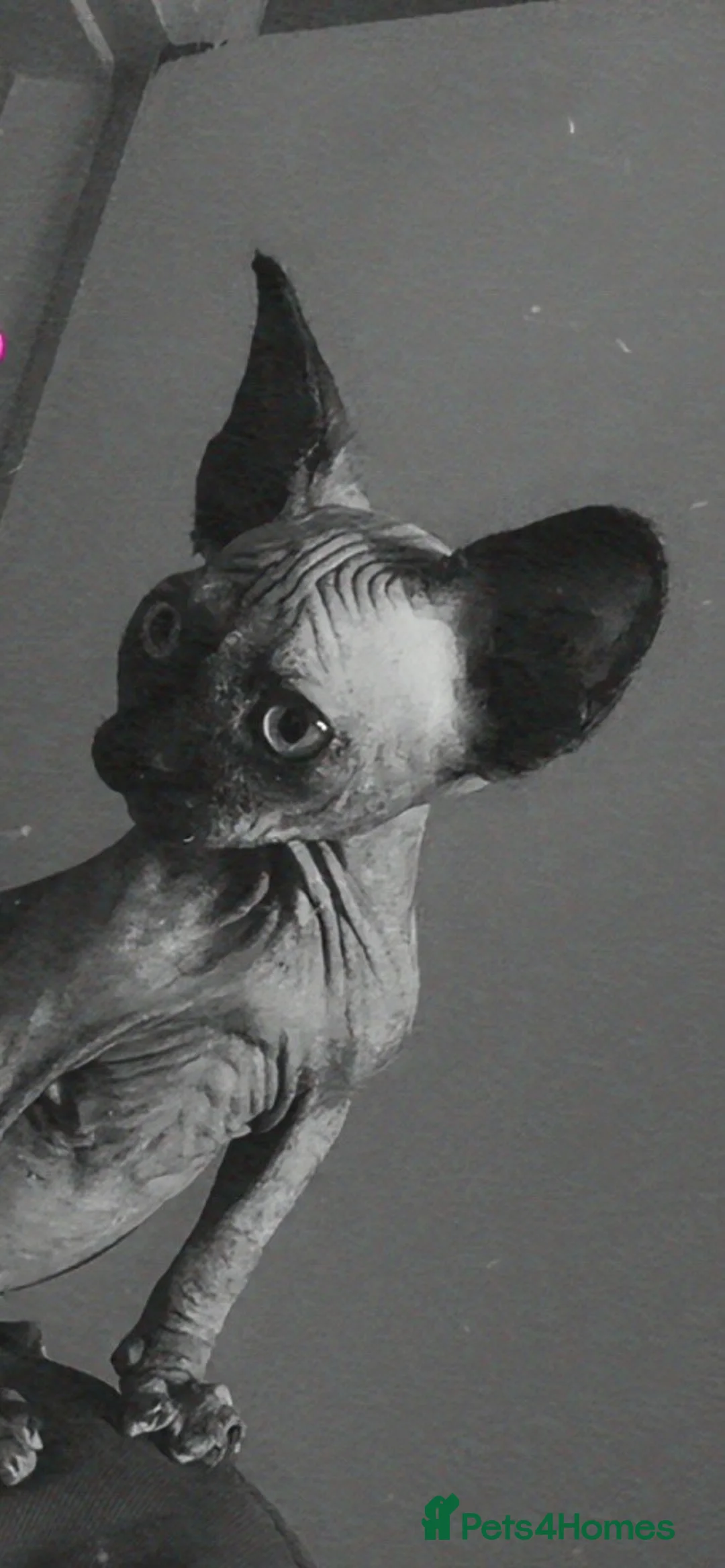 Sphynx cats for sale: Tortoiseshell female purebred sphynx - Advert 1