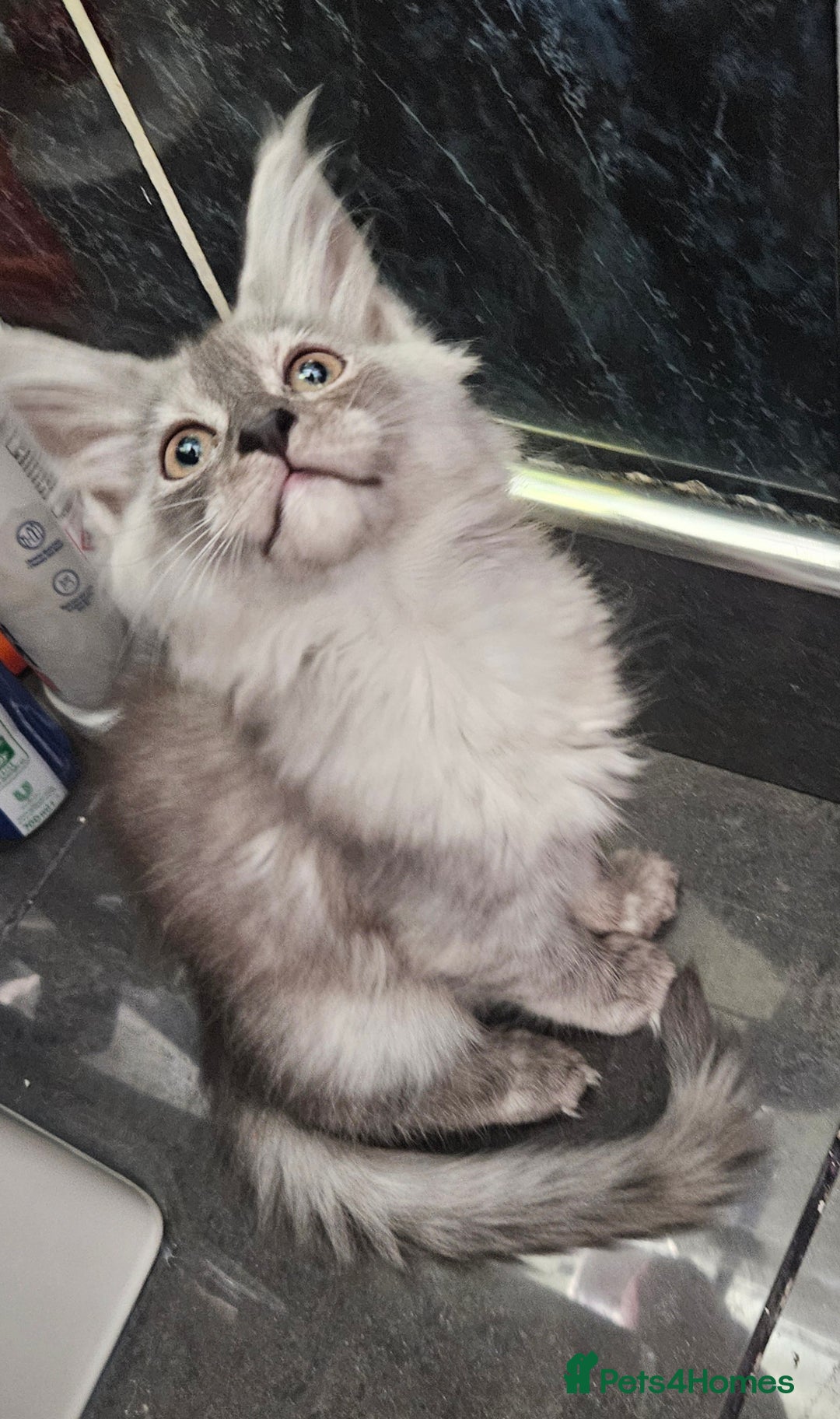 Maine Coon cats for sale: 💖READY NOW💖health tested 💖pure pedigree - Image 11