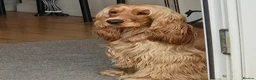 Cocker Spaniel dogs for sale: High Pedigrees, KC registered Show Cockers Puppies - Advert 5