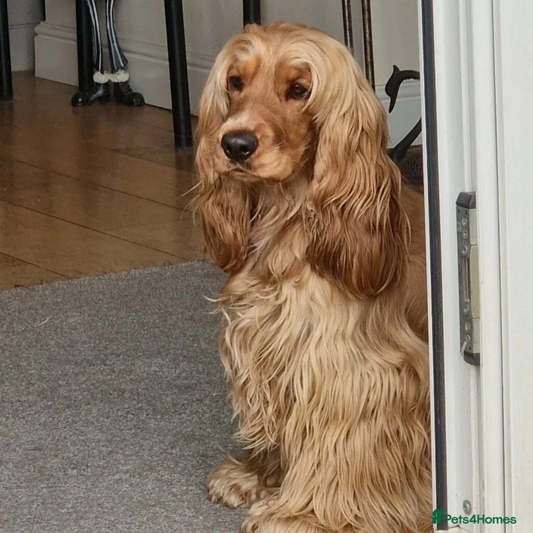 Cocker Spaniel dogs for sale: High Pedigrees, KC registered Show Cockers Puppies - Advert 5