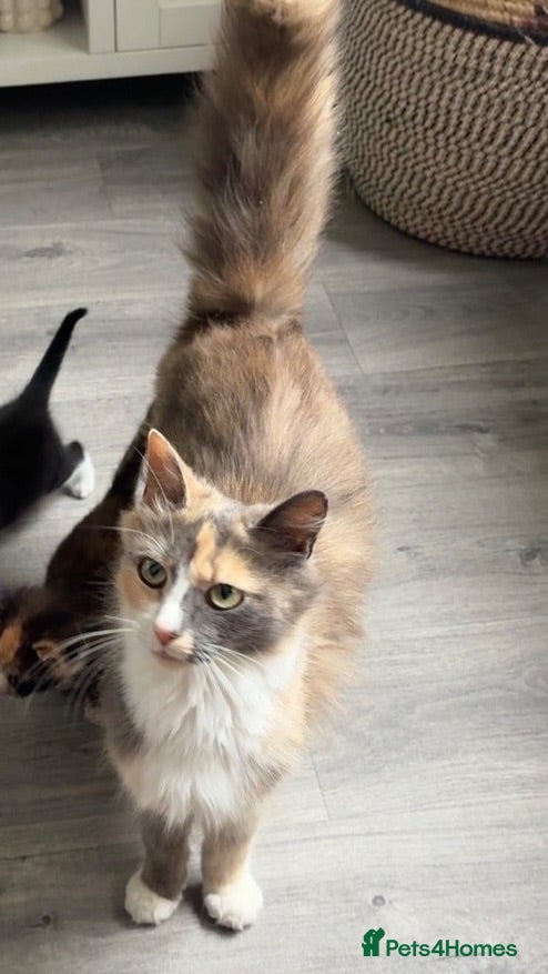 Mixed Breed cats 4 kittens looking for loving,caring homes - Advert 1