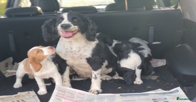 Cocker Spaniel dogs - Advert 1