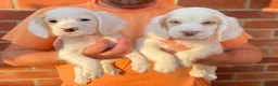 Clumber Spaniel dogs for sale: Health Tested Working Cocker x Clumber Puppies - Advert 6