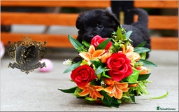 German Shepherd dogs for sale: BLACK LONGHAIRED GSD PUPPIES KC REGISTERED in Manchester - Image 3