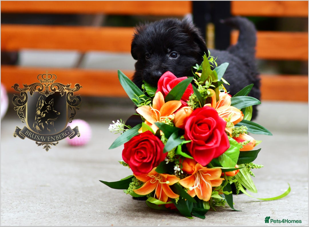 German Shepherd dogs for sale: BLACK LONGHAIRED GSD PUPPIES KC REGISTERED in Manchester - Image 3