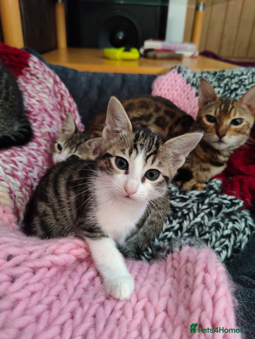 Mixed Breed cats for sale: 3 mix Bengal kittens - Image 7