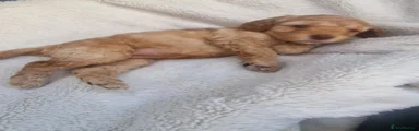 Cockapoo 3