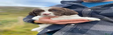 Puppy 2