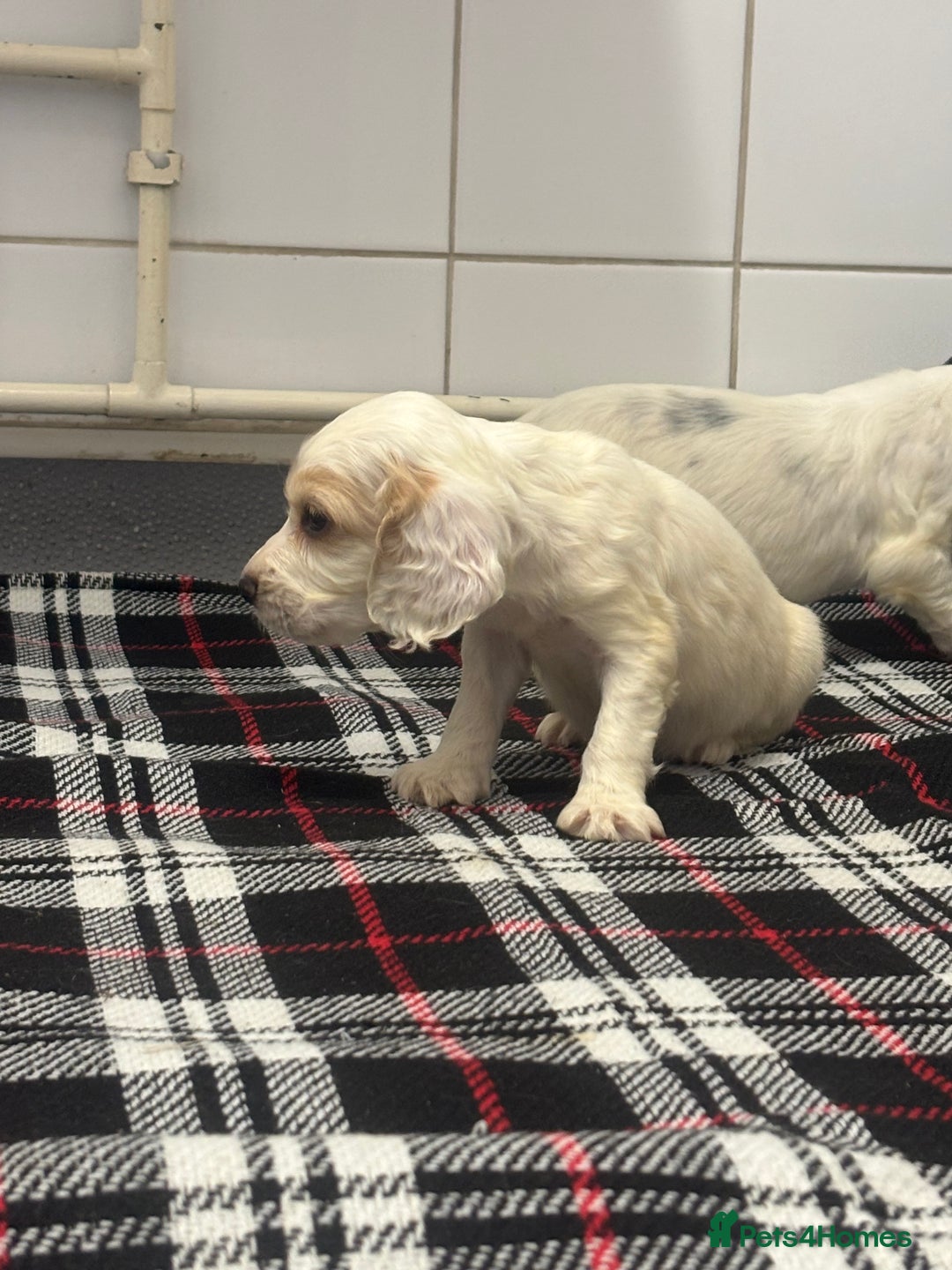 Cocker Spaniel dogs for sale: Adorable Show type cocker spaniel puppy’s  - Image 8