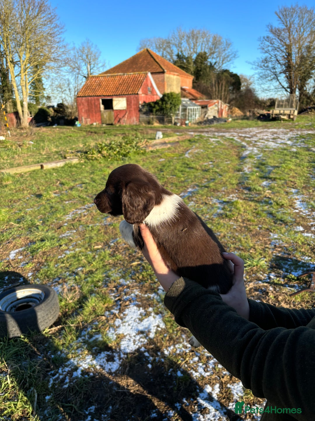 Sprocker dogs for sale: Sprocker puppies  - Advert 8