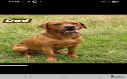 Labrador Retriever dogs for sale: Kc reg labradore puppies - Image 6