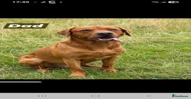 Labrador Retriever dogs - Advert 1