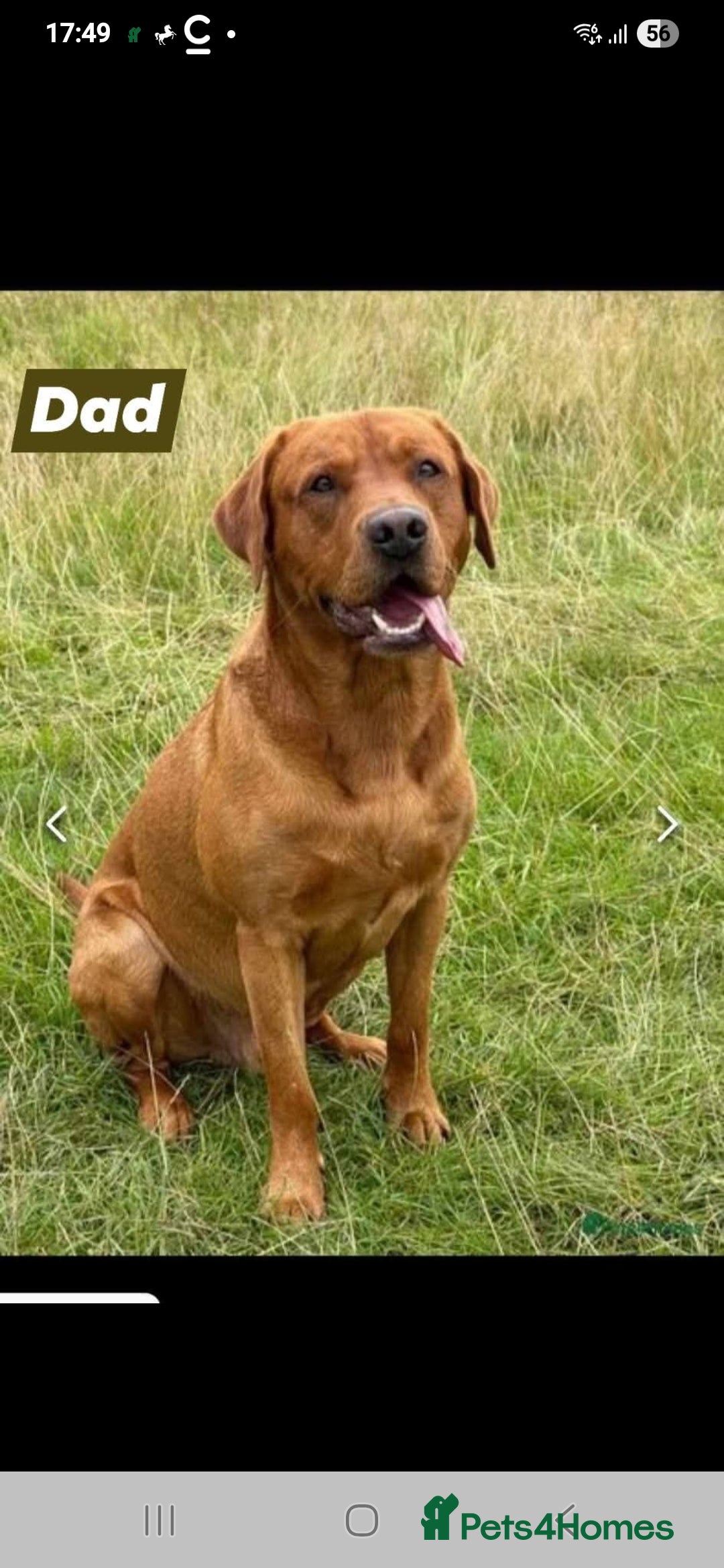 Labrador Retriever dogs for sale: Kc reg labradore puppies - Image 6