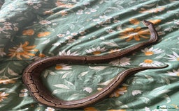 Python Snake reptiles for sale: Two Male Pythons with Full Setups Urgent Rehoming - Image 5