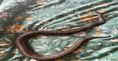 Python Snake reptiles - Advert 13