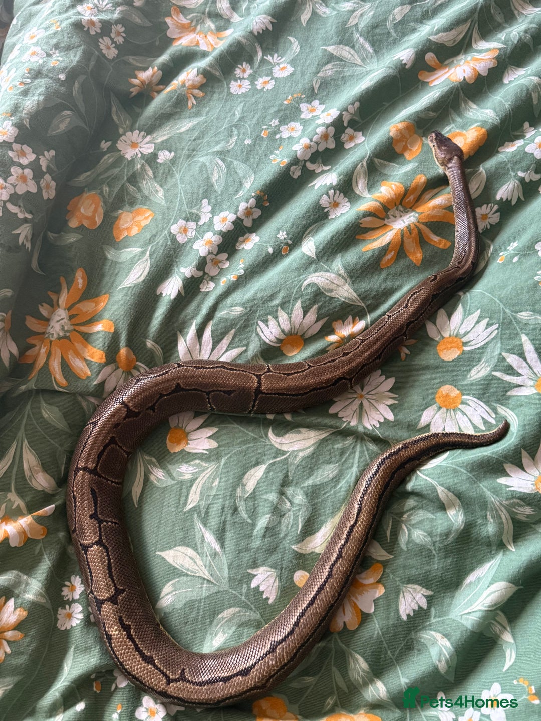 Python Snake reptiles for sale: Two Male Pythons with Full Setups Urgent Rehoming - Image 5