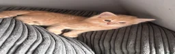 Mixed Breed cats for sale: Ginger Boy - Advert 4