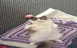 Ragdoll cats for sale: Two Ragdolls for sale. 3 and 2 Beryl & Barry - Image 4