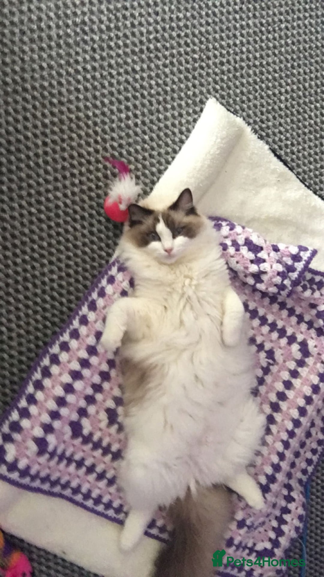 Ragdoll cats for sale: Two Ragdolls for sale. 3 and 2 Beryl & Barry - Image 4