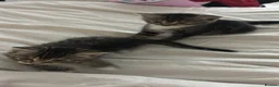 Mixed Breed cats for sale: Tabby kittens  in Northwich - Advert 3