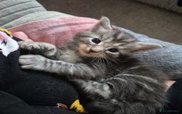 Maine Coon cats for sale: Beautiful Maine Coon Floofs - Image 1