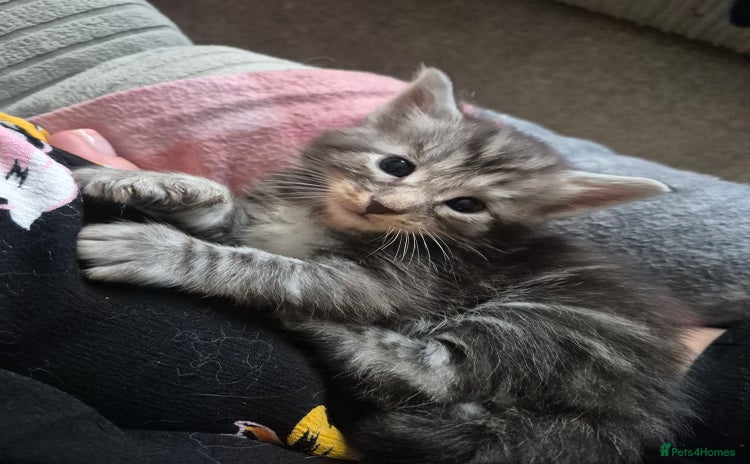Maine Coon cats - Advert 2