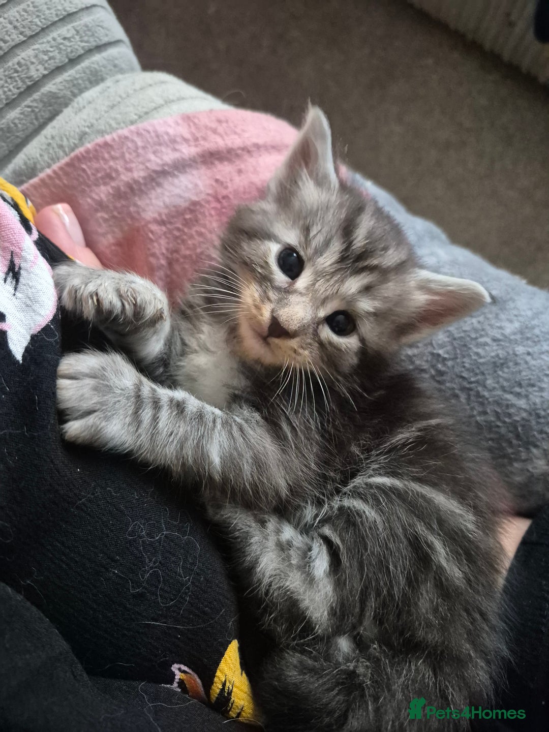 Maine Coon cats for sale: Beautiful Maine Coon Floofs - Image 1
