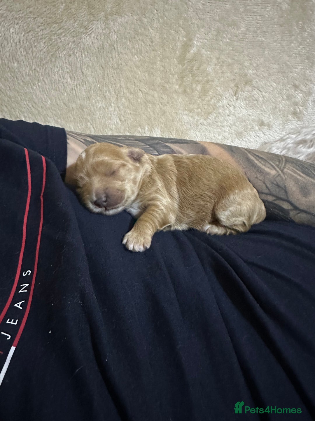 Maltipoo dogs for sale: Maltipoo Boy  - Advert 1