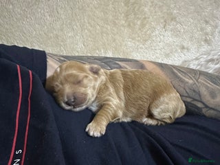 Maltipoo dogs Maltipoo Boy - Advert 1