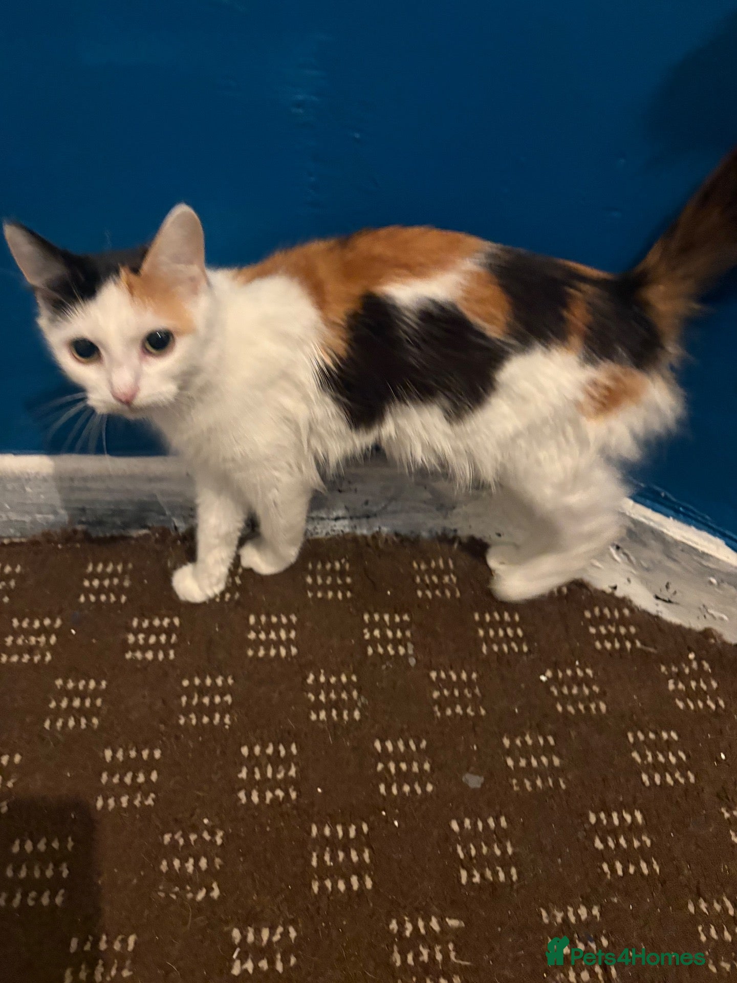Mixed Breed cats 2 beautiful boys  - Advert 10