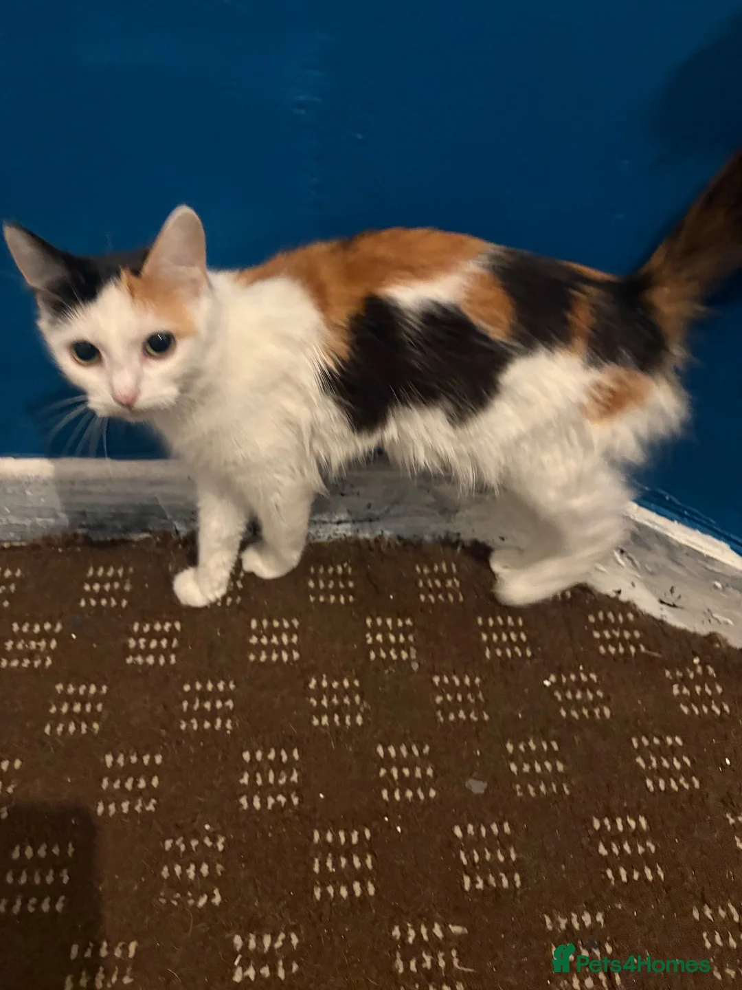 Mixed Breed cats for sale: 2 beautiful boys  - Advert 1