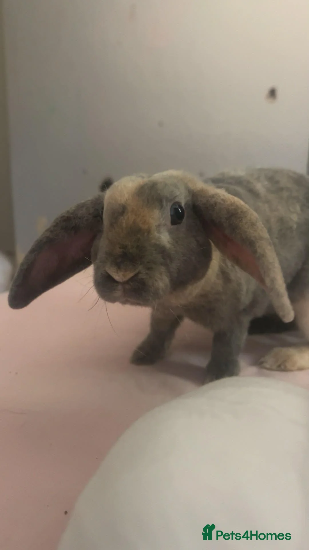 Dwarf Lop rabbits for sale: Bunny for sale in Cambridge - Advert 3